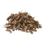 Papildbarība reptiļiem : Trixie Crickets, dried, 250 ml/25 g. Фото 2