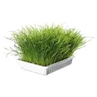 Zāle kaķēniem : Trixie Bio Cat Grass (bowl), 100 g Foto 3