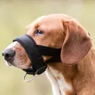 Uzpurnis suņiem - Trixie Muzzle Loop, Nylon, XL-XXL, Neck Strap: 28-38 cm, Snout Strap: 38-28 cm Foto 1
