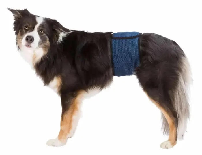 Autiņbiksītes suņiem : Trixie Diapers for male dogs, mesh material, S–M: 37–45 cm, dark blue Foto 7