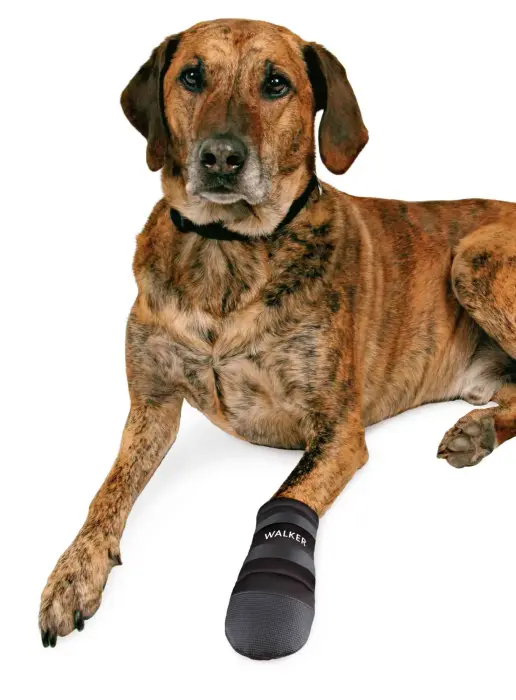 Aizsardzības apavi suņiem - Trixie Walker Care Protective Boots "XL" 2pcs, German Shepherd Foto 2