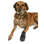 Aizsardzības apavi suņiem - Trixie Walker Care Protective Boots "XL" 2pcs, German Shepherd Foto 2