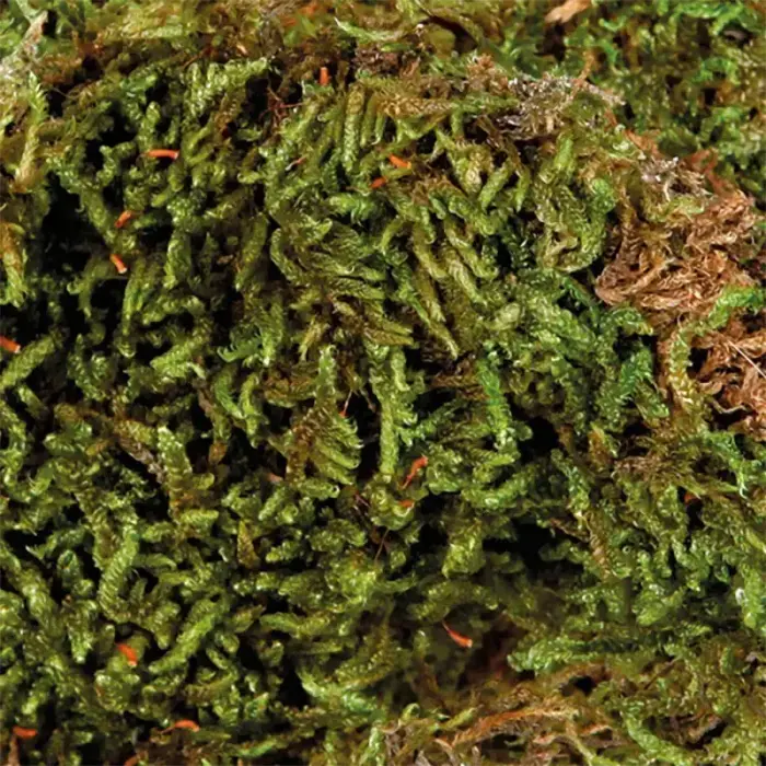 Sūnas terārijam  : Terrarium moss Trixie, 200 g Foto 2