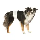 Autiņbiksītes suņiem - Trixie Diapers for male dogs, S–M, 30–46, 12 gab Foto 2