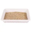 Zāle kaķēniem : Trixie Bio Cat Grass (bowl), 100 g Foto 2