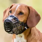 Uzpurnis suņiem - Trixie Muzzle, Plastic. Size L, 32 cm, 8cm Foto 1