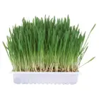 Zāle kaķiem - Trixie Small animal grass, 100gr Foto 1