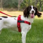 Dog harness REFLECTIVE SILK size L red Foto 2