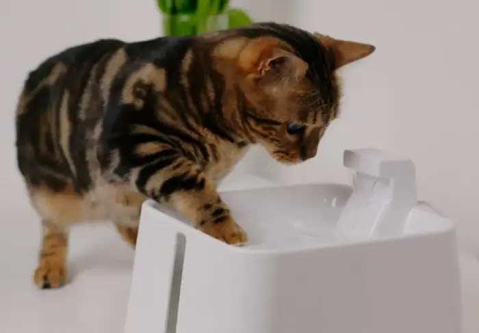 Автоматический питьевой фонтан для животных - Placek Cat Epic Pet Zen water drinking fountain 2.4l|20cm Фото 2