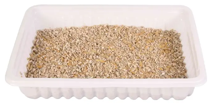 Zāle kaķēniem : Trixie Bio Cat Grass (bowl), 100 g Foto 2