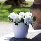 Flowerpot Academy Lux Ø11x10cm assorted Photo 7