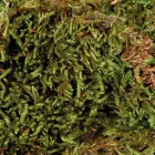 Sūnas terārijam  : Terrarium moss Trixie, 200 g Foto 2
