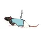 Krūšu siksna žurkām - Trixie Soft harness with leash, rats, 12–18 cm, 1.20 m Foto 1
