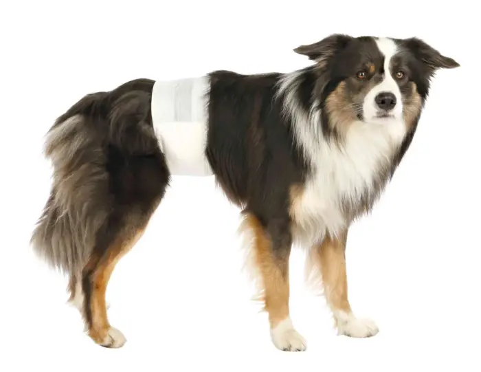 Autiņbiksītes suņiem - Trixie Diapers for male dogs, L–XL, 60-80 cm, 12 gab Foto 2